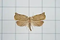Chiraps alloica