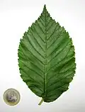Leaf and 1 Euro coin