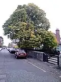 Boswall Rd field elm cultivar, early autumn