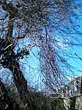 Pendulous shoots of same
