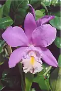 'Miva Breeze Alize'