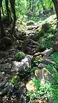 A freshwater spring in Binsar