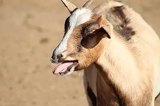 Goat