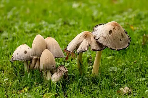 A group of young specimens