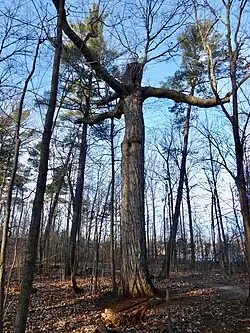 An old-growth northern red oak during winter in Glen Abbey, Oakville, Ontario.