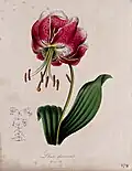 A lily (Lilium species)