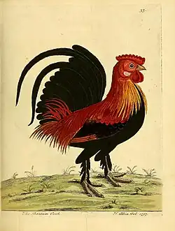 old coloured engraving of a cock with feathered legs and feet
