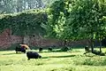 Black Hebrideans in the 17th-century walled orchard