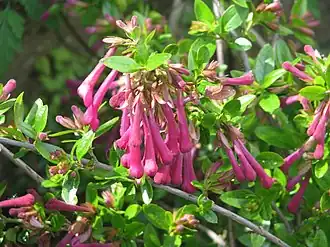 Vesalea floribunda