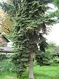 Abies numidica