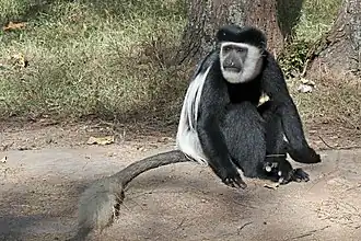 male C. g. guereza At the Amora Gedel Park in Awassa, Ethiopia