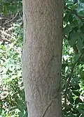 Bark