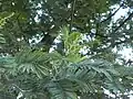 In autumn in the UK with flower buds visible