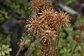 Seed pods