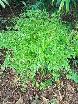 Habit