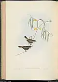 Acanthiza uropygialis, Gould (1848), Birds of Australia.