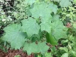 A sapling of Acer pictum in the wild