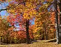 Autumn foliage in Vermont, US