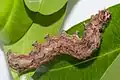 caterpillar