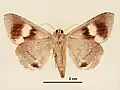 Female, ventral view