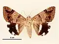 Male, dorsal view
