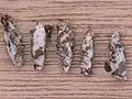 Pupa