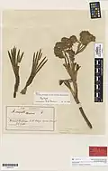 Syntype from the herbarium of Auckland War Memorial Museum