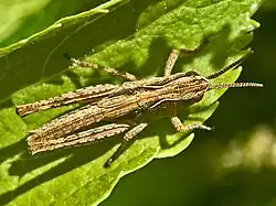 Immature