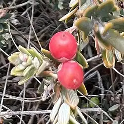 Fruit