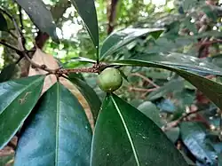 Fruit