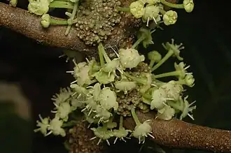 Male flowers