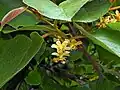 Flowers of Actinidia chinensis var. setosa