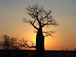 Boab tree sunset near Derby, WA