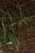 Entire plant