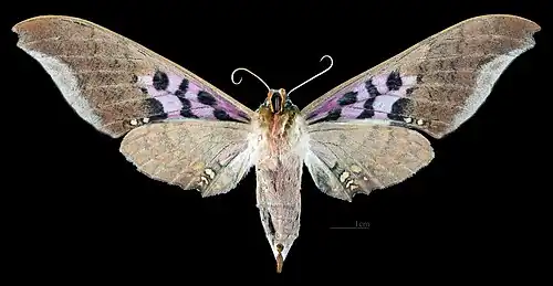 Female ventral view
