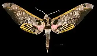 Male dorsal