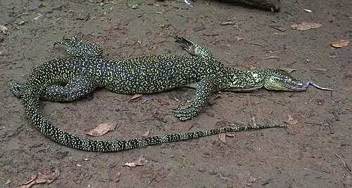 Adult