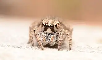 Adult female face