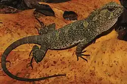 Adult female