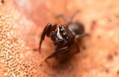 Male face