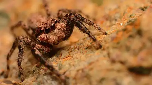 Adult male face