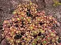 Aeonium decorum