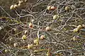 Buckeye husks split open (November)