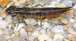 Larva