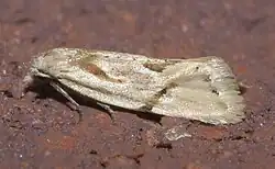 Species specimen