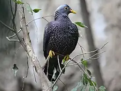 At San Diego Zoo