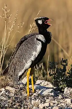 Adult male calling