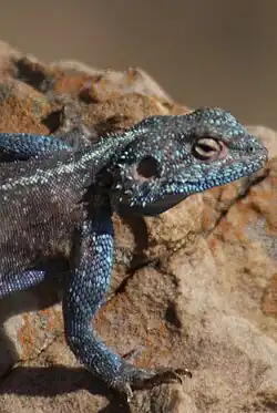Male Agama atra