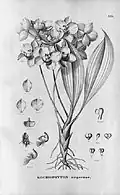 Aganisia cyanea (as syn. Kochiophyton negrense) Illustration in: Flora Brasiliensis vol. 3 pt. 6 tab. 119 (1904-1906)