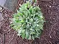 Cluster of A. attenuata starting to form their flower spikes (overhead view).